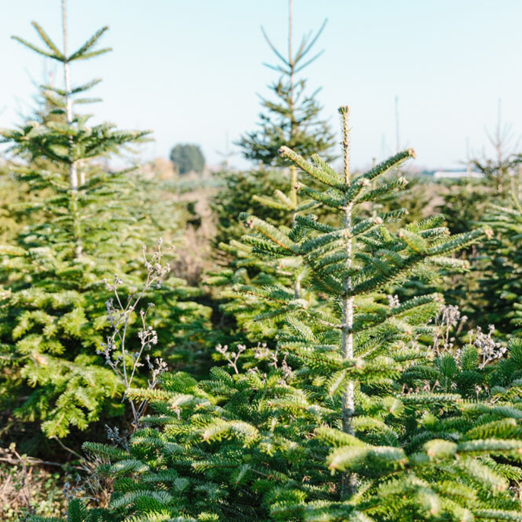 Christmas trees