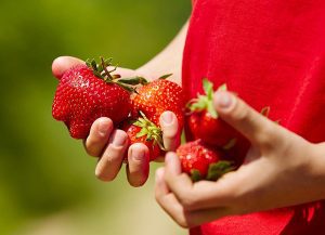 Palm of the girl with fresh strawberries in nature