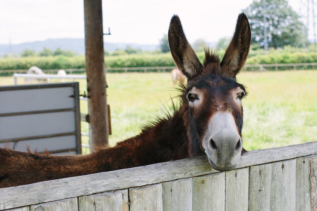Donkey 1.jpg