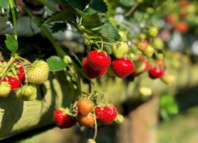Strawberries 2000 e1654198473727.jpg