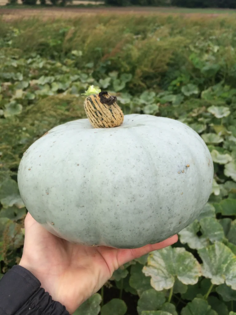 Crown prince squash in the palm of a hand