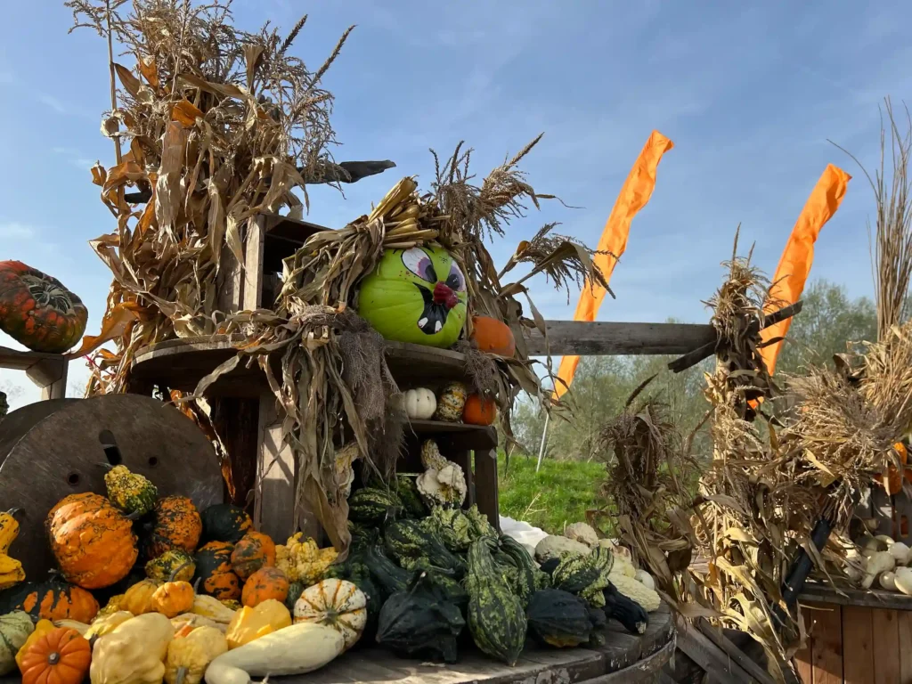 Gourd display in pyo pumpkins