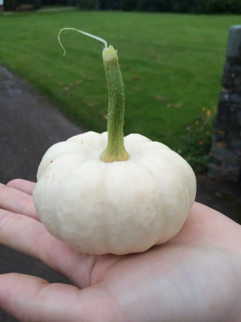 Caspirita squash in palm of a hand