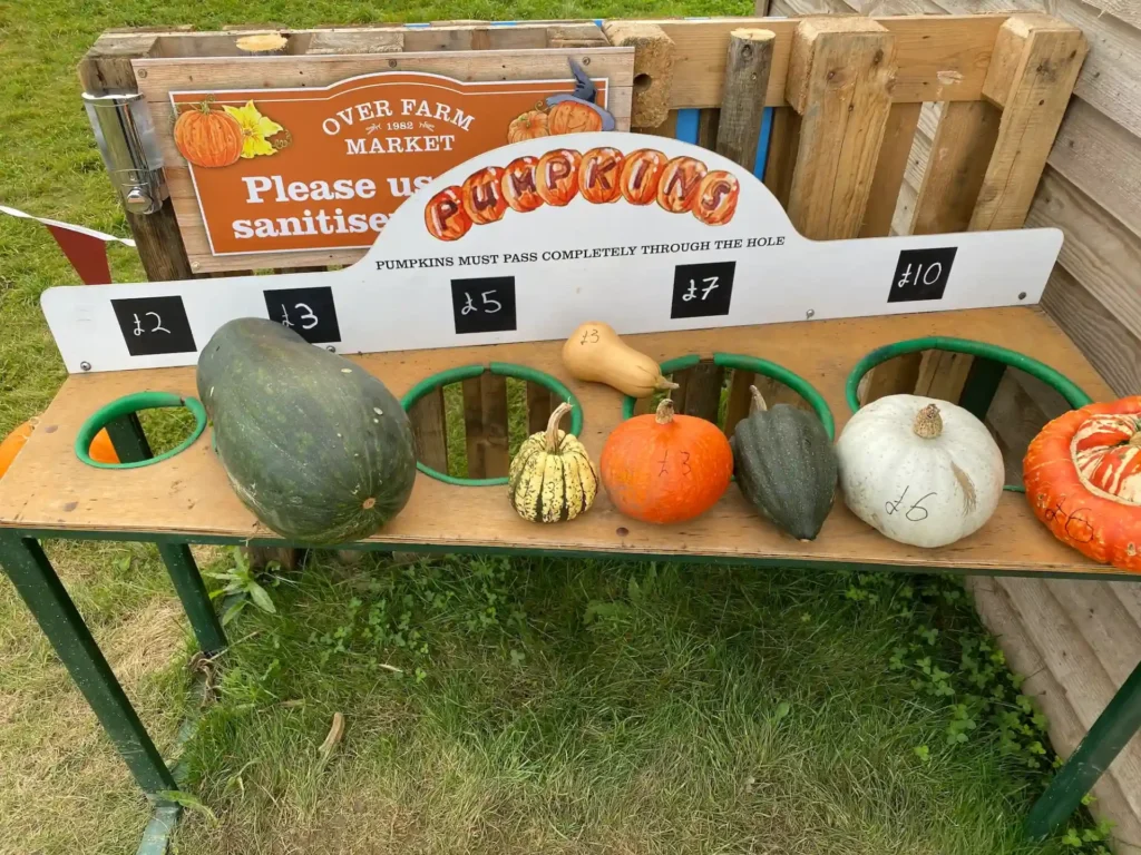 Pumpkin sizer 2026
