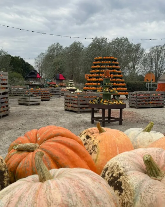 Happy October 🎃

Pumpkin season has arrived, and we will be open every weekend this month, as well as every day in half term!

Haven't got your pumpkin festival tickets yet? You know what to do 👻 https://f.mtr.cool/i7in91mtgz