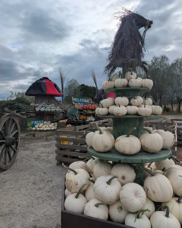 And we are open! 🎃

Join us today 10 am - 5 :30 pm, for a whole day of pumpkin picking, great local food and a fully stocked bar filled with local ales from Gloucester Brewery. 

Not able to join us today? Don't worry, we will be open tomorrow and every weekend in October too!

 🎟️ https://f.mtr.cool/4pcyzbdd6b
📍 Over Farm, GL2 8DB
💰 Tickets from just £3