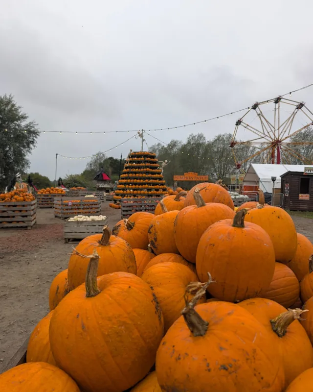 It's back! 🎃🎃

You've already started arriving, and we can't wait to see what pumpkins you find in the patch! 

Just remember, if you get stuck in a bit of traffic, please don't panic; all latecomers will still have full access to the pumpkin festival 🙌

Not got your tickets yet? We still have plenty of slots available throughout the weekend!