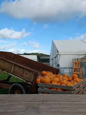 The pumpkin patch is coming to life! We can't wait for you to see it finished and ready to be explored 🎃