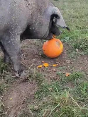 It's not just us who love all things pumpkins; the animals do too! 🎃 Don't forget, we are back for October weekends, and then the park will be open all half term for Spookyard 🧟‍♀️